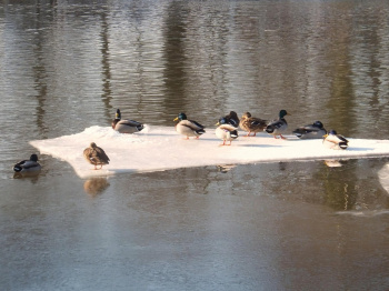 00018_Enten-WG_Hilmar Tresselt.jpg